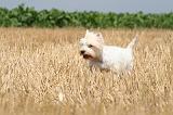 WESTIE 343